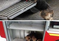 Koira pelasti pentunsa palavasta talosta ja vei ne turvaan paloautoon.