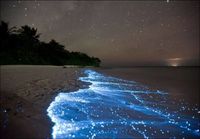 Bioluminoivaa levää Malediiveilla