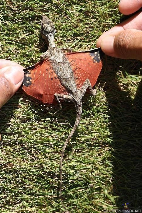 Aito lohikäärme löydetty indonesiassa