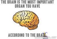The brain is the most important organ you have