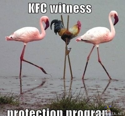 KFC Witness Protection - kentucky fried chicken