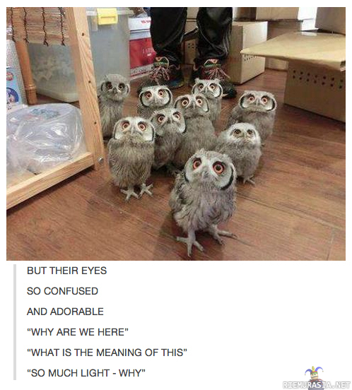 Confused owls - wut