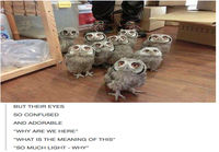 Confused owls