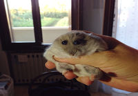 Hamsteri