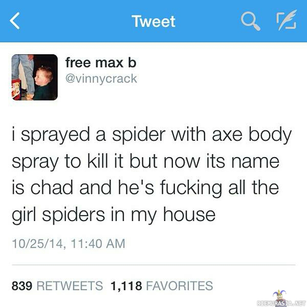 Chad the spider