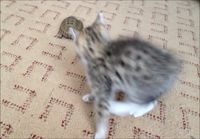 Kissanpentu kohtaa kilpikonnan