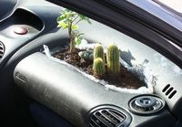 Kojelaudan kaktukset