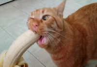 Kissa syö banaania