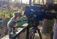 Koala kuvaushommissa