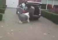 Koirat lähdössä ajelulle