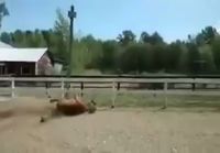 Hevonen poistuu aitauksesta