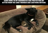 Koira suojelee pelokasta kissanpentua ukkoselta