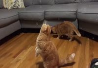 Kissat ihmettelevät saippuakuplia