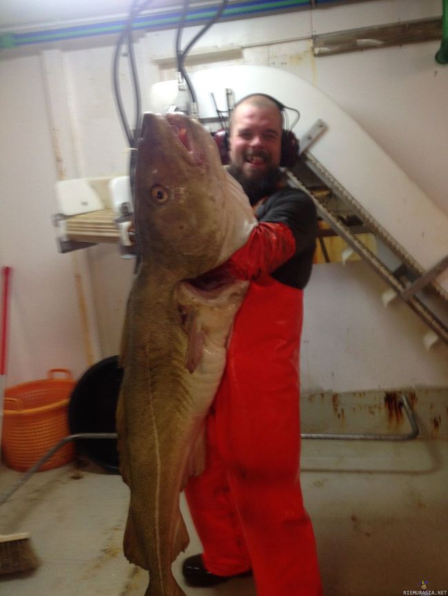 Islantilaisen kalastajan saalis - 50kg turska