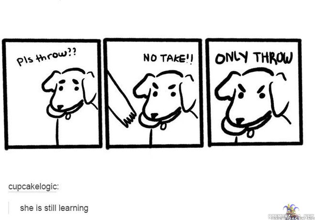Koiran elämää