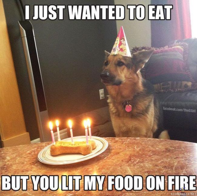Koira ei ymmärrä - Miksi ruokani on tulessa?