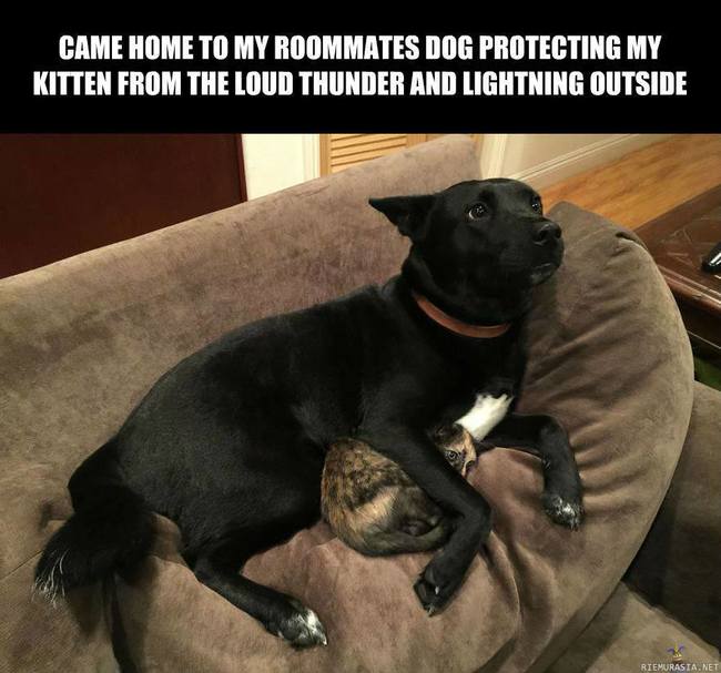 Koira suojelee pelokasta kissanpentua ukkoselta