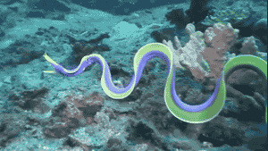Siisti ankerias - Mustanauhamureena (ribbon eel)