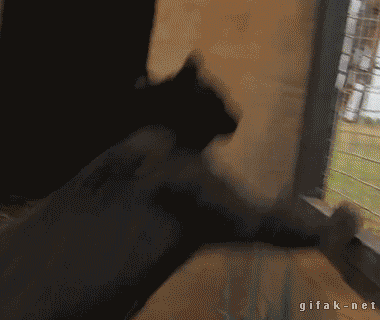 Purrkour - Iso kissa vain haluaa rapsuja