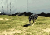Koira hyppii