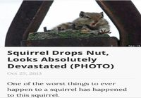 Oravan pähkinä