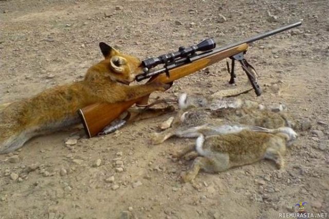 Sniper Fox - Käy vähän helpommin tuolla lailla