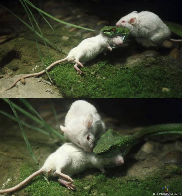 Rohkea hiiri - At Hangzhou Zoo in Zhejiang province, eastern China, zookeepers witnessed an unusual sight after two live mice were placed in a snake’s enclosure for supper. Defying the natural order (snake eats mouse, mouse passively complies), this astonishing set of images shows what happens when one plucky rodent is unwilling to let a viper take his friend.rnrnAccording to the keeper, the second mouse usually hides while the snake devours his or her mate. But after dinner had started, the other mouse attacked the snake and bit him as it tried to kill its friend. While it was too late to save him/her, the attacking mouse was given his freedom after the keeper felt he’d earned his right to live.