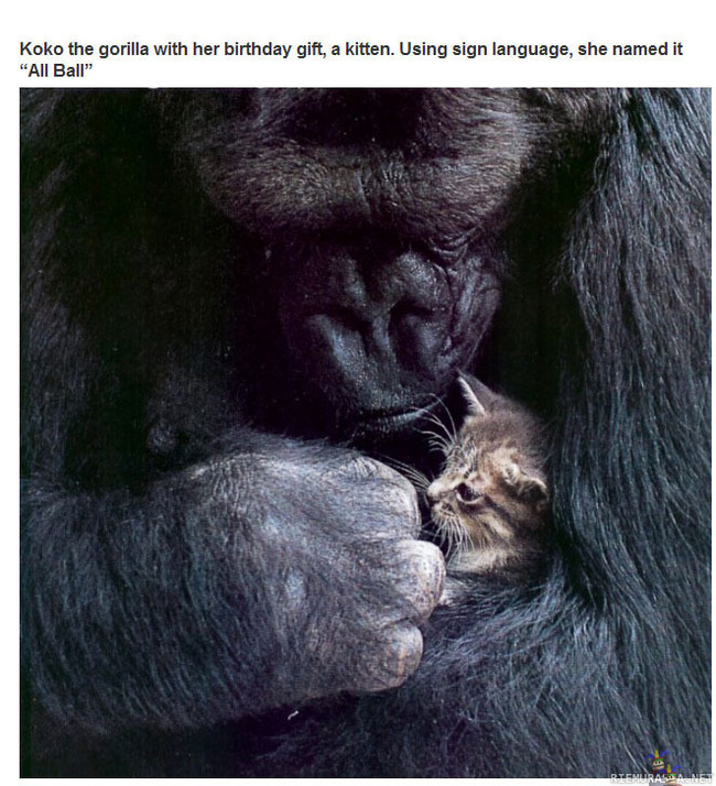Gorillan kisu - Synttärilahjaksi kissa 